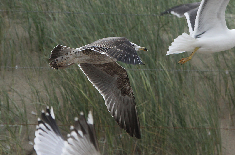 Baltische Mantelmeeuw / Baltic Gull / Larus fuscus fuscus