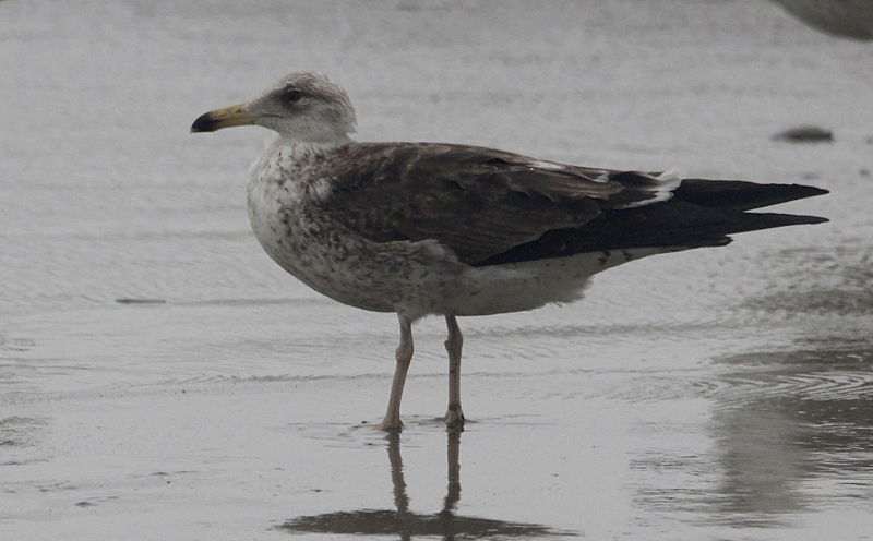 Baltische Mantelmeeuw / Baltic Gull / Larus fuscus fuscus