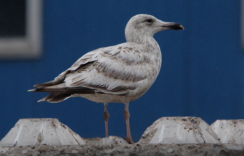 Zilvermeeuw / Herring Gull / Larus a. argentatus