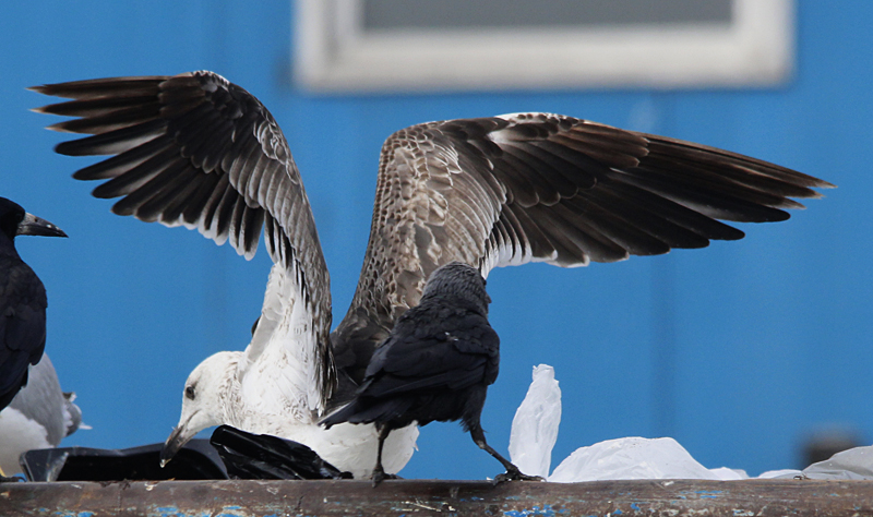Baltische Mantelmeeuw / Baltic Gull / Larus fuscus fuscus?