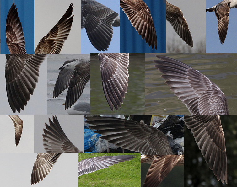 Pontische Meeuw / Caspian Gull / Larus cachinnans