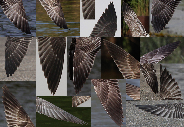 Geelpootmeeuw / Yellow-legged Gull / Larus michahellis