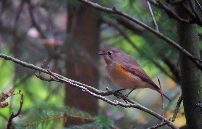 Blauwstaart / Red-flanked Bluetail / Tarsiger cyanurus