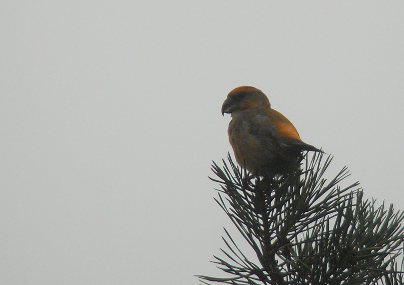 Grote Kruisbek / Parrot Crossbill / Loxia pytyopsittacus