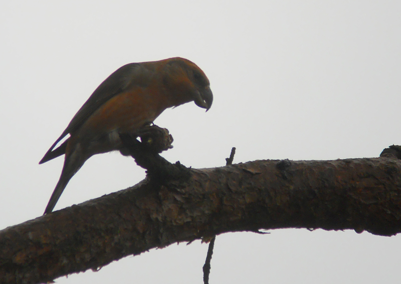 Grote Kruisbek / Parrot Crossbill / Loxia pytyopsittacus