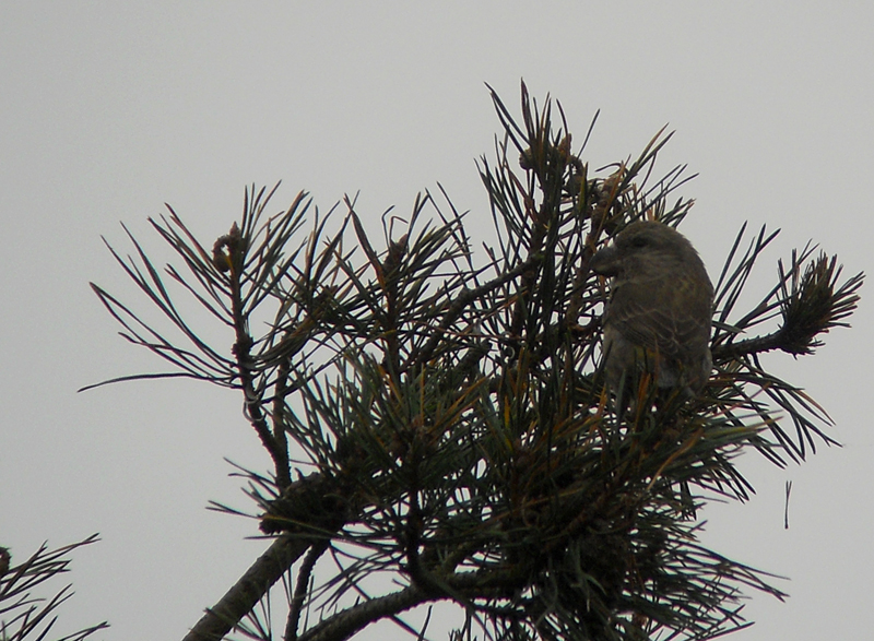 Grote Kruisbek / Parrot Crossbill / Loxia pytyopsittacus