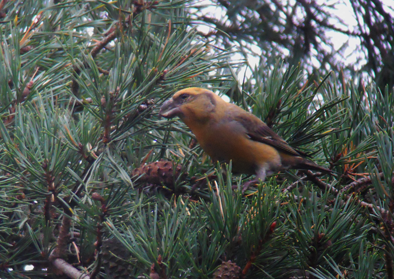Grote Kruisbek / Parrot Crossbill / Loxia pytyopsittacus