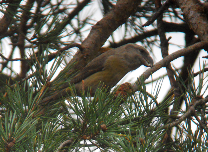 Grote Kruisbek / Parrot Crossbill / Loxia pytyopsittacus