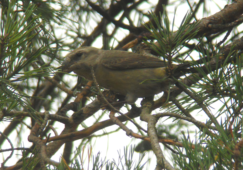 Grote Kruisbek / Parrot Crossbill / Loxia pytyopsittacus
