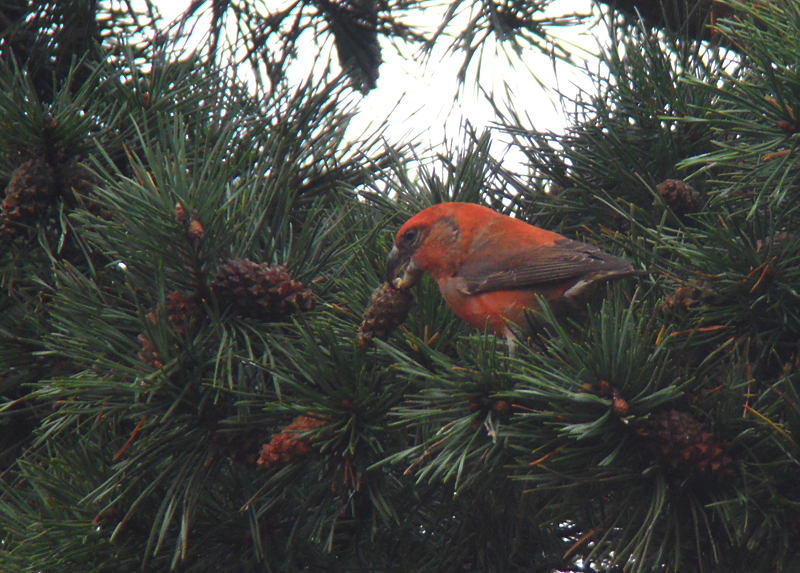 Grote Kruisbek / Parrot Crossbill / Loxia pytyopsittacus