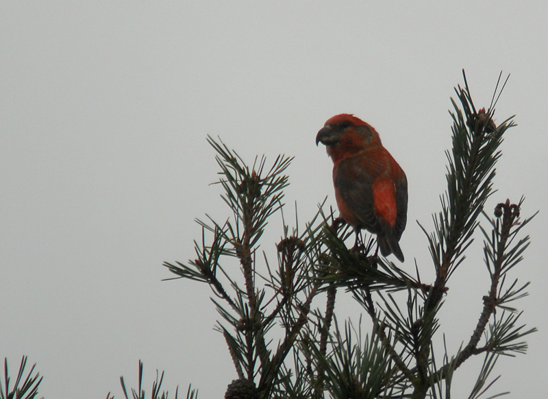 Grote Kruisbek / Parrot Crossbill / Loxia pytyopsittacus