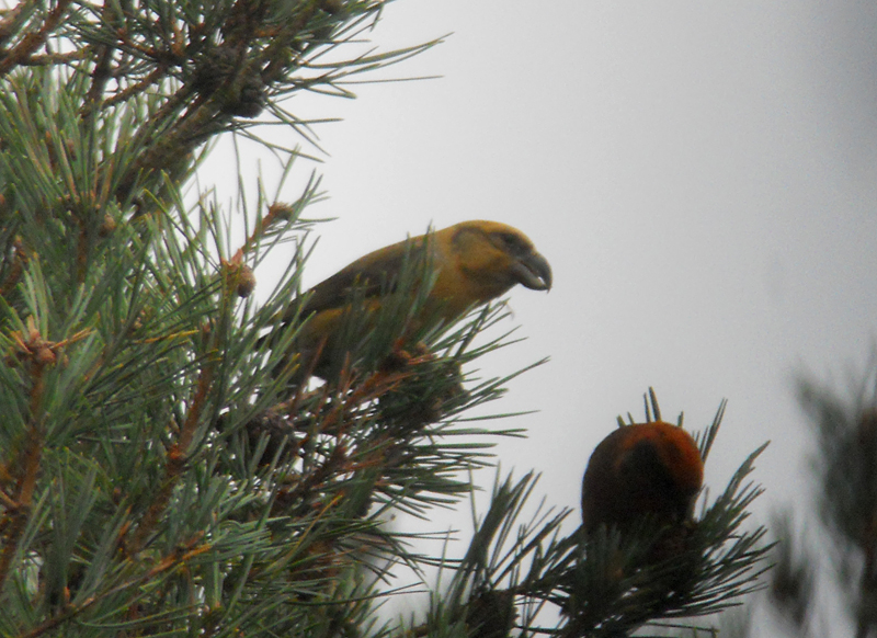Grote Kruisbek / Parrot Crossbill / Loxia pytyopsittacus