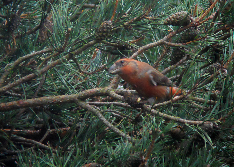 Grote Kruisbek / Parrot Crossbill / Loxia pytyopsittacus