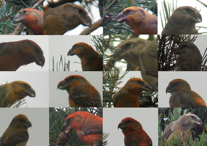 Grote Kruisbek / Parrot Crossbill / Loxia pytyopsittacus