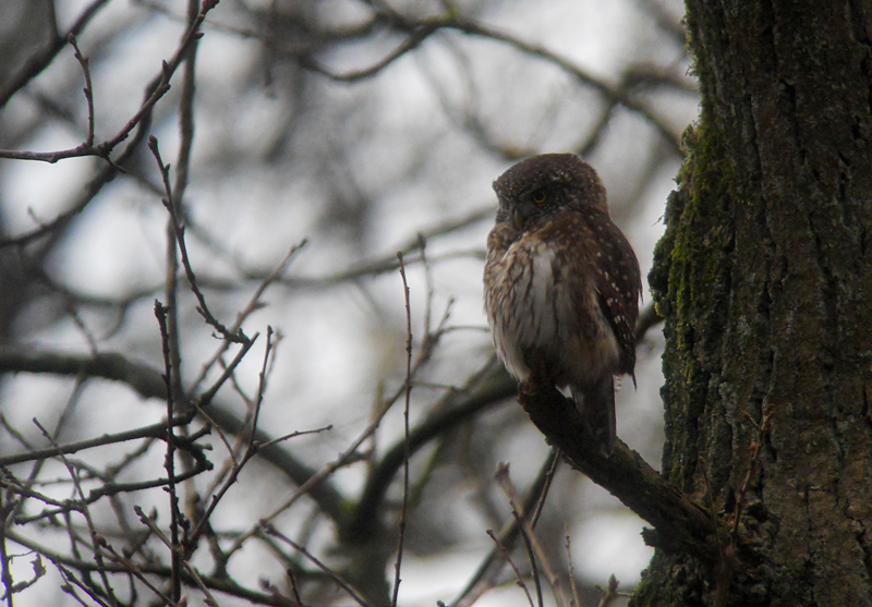 Dwerguil / Eurasian Pygmy Owl / Glaucidium passerinum