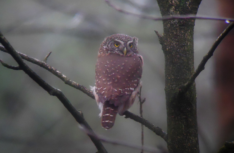 Dwerguil / Eurasian Pygmy Owl / Glaucidium passerinum