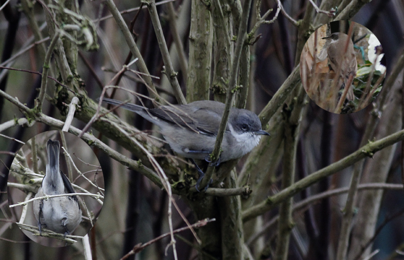 Siberische Braamsluiper? / Blyths Lesser Whitethroat? / Sylvia curruca blythi?