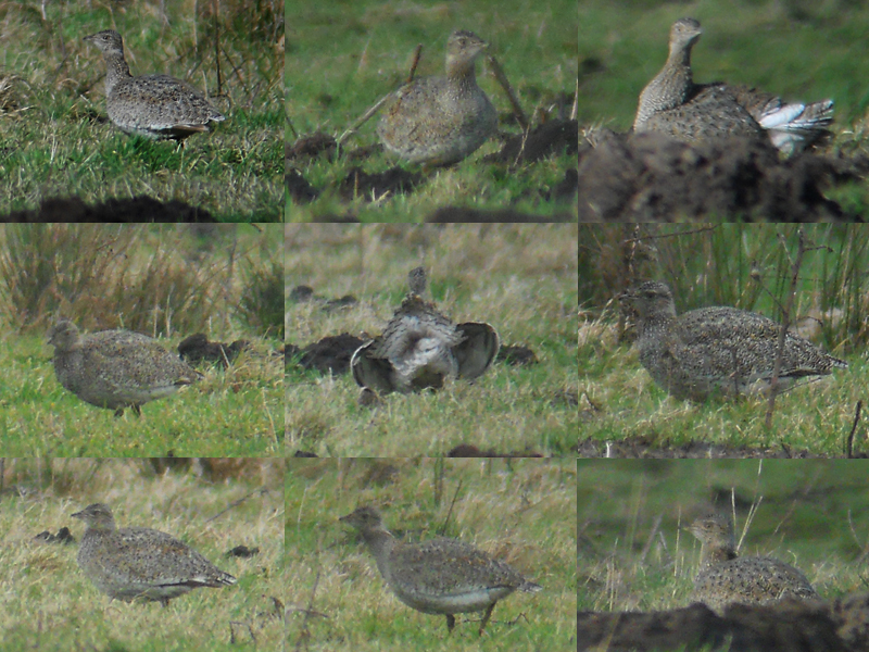 Kleine Trap / Little Bustard / Tetrax tetrax