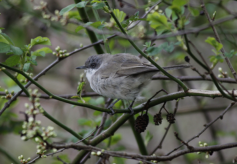 Siberische Braamsluiper? / Blyths Lesser Whitethroat? / Sylvia curruca blythi?
