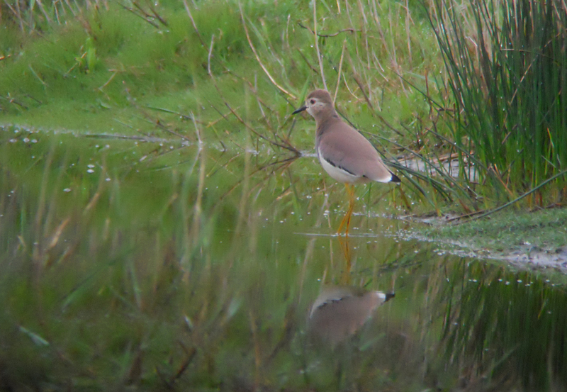 Witstaartkievit / White-tailed Lapwing / Vanellus leucurus