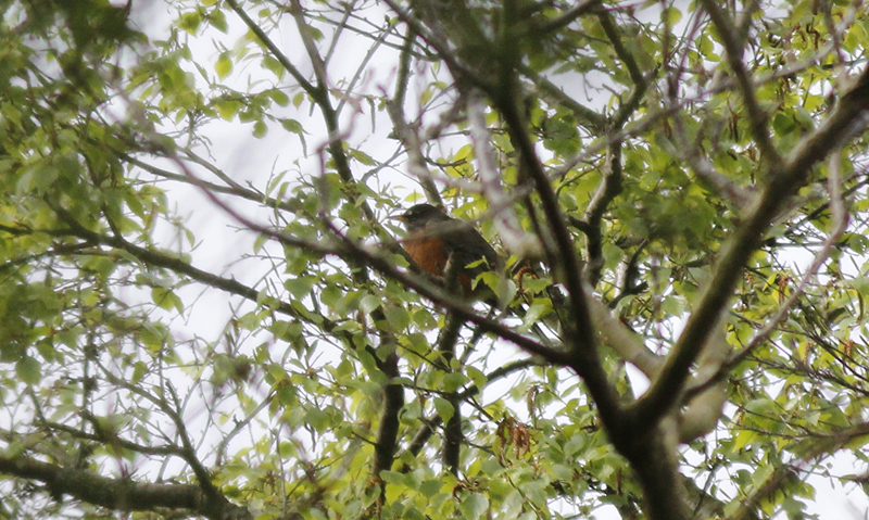 Roodborstlijster / American Robin / Turdus migratorius