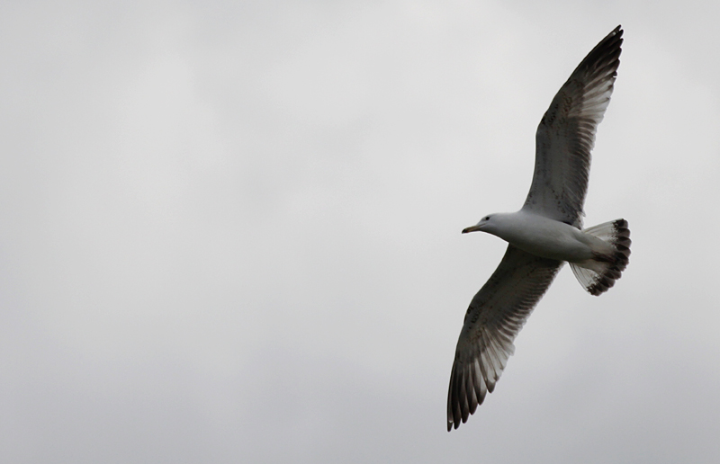 Pontische Meeuw / Caspian Gull / Larus cachinnans