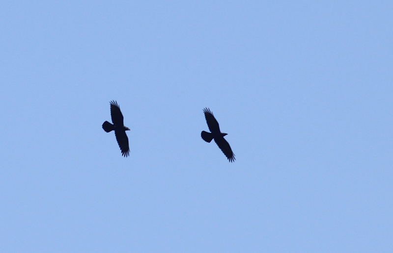 Raaf / Common Raven / Corvus corax