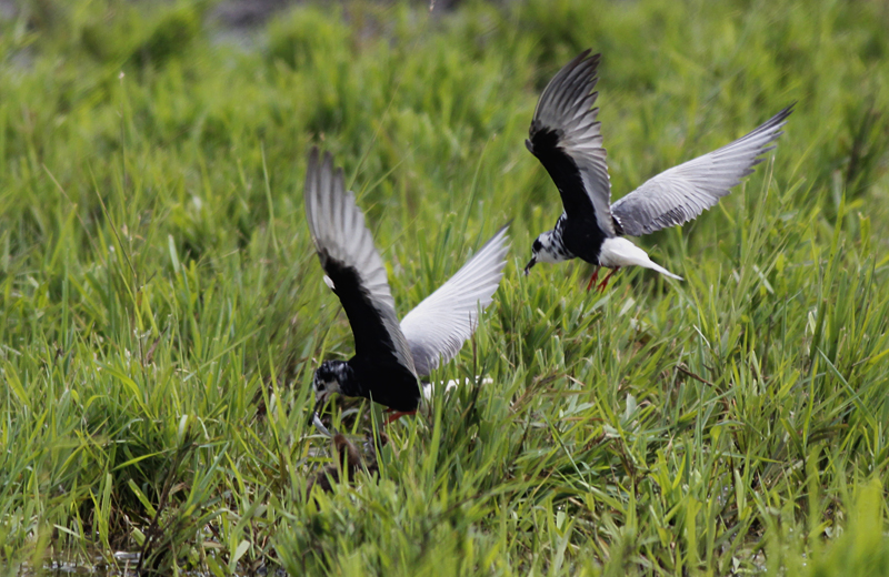 Witvleugelstern / White-winged Tern / Chlidonias leucopterus