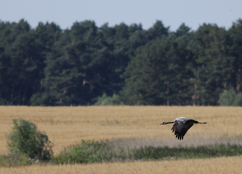 Kraanvogel / Common Crane / Grus grus