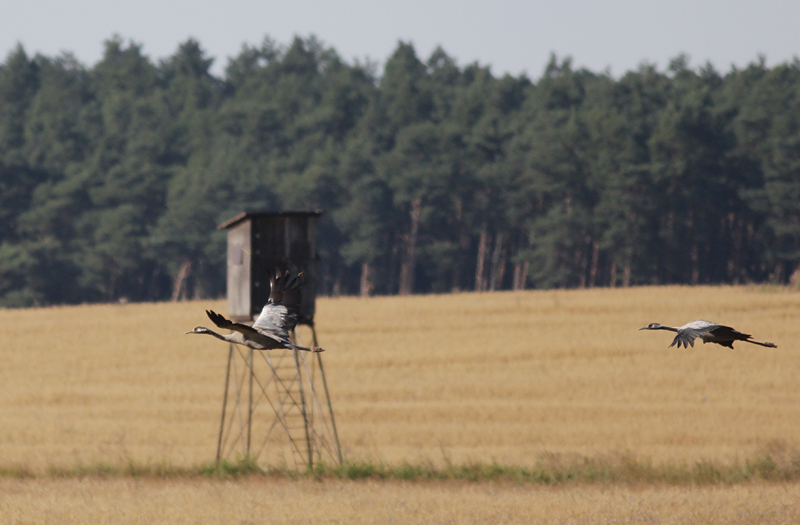 Kraanvogel / Common Crane / Grus grus
