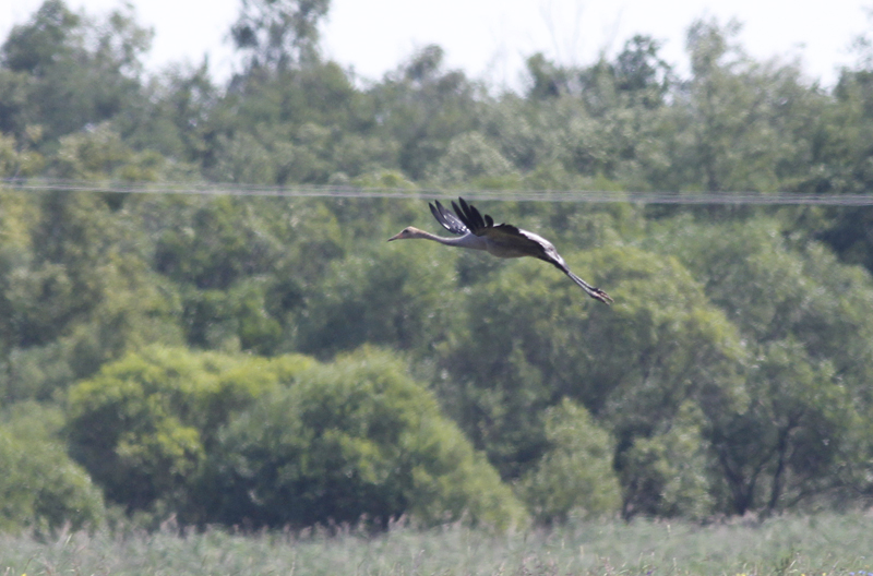Kraanvogel / Common Crane / Grus grus