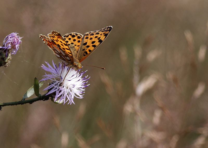 Bosrandparelmoervlinder / Argynnis adippe