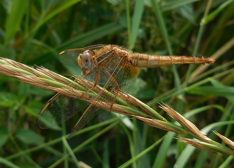 Vuurlibel / Crocothemis erythraea