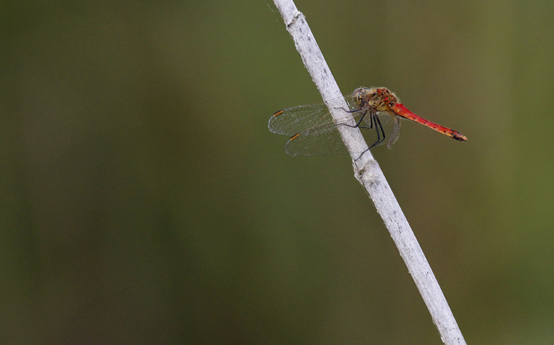 Kempense Heidelibel / Sympetrum depressiusculum