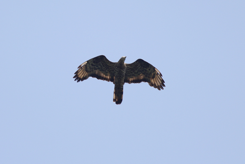 Wespendief / Eurasian Honey Buzzard / Pernis apivorus