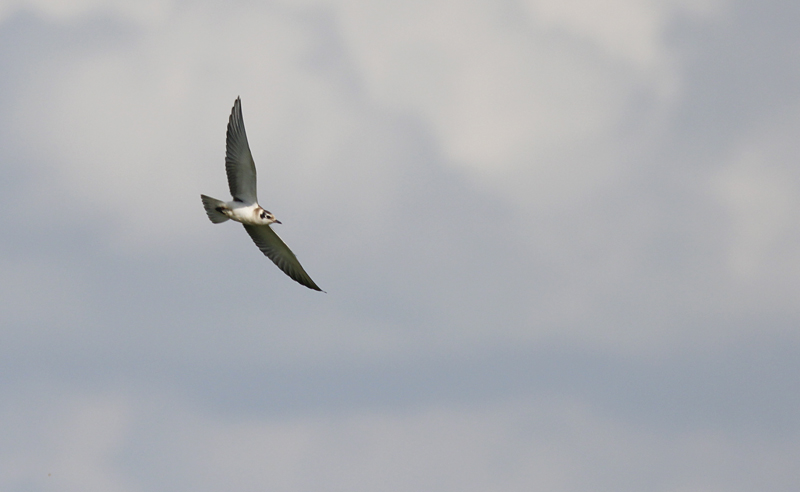 Witvleugelstern / White-winged Tern / Chlidonias leucopterus