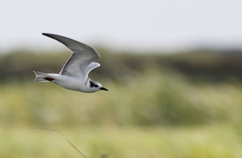 Witwangstern / Whiskered Tern / Chlidonias hybrida