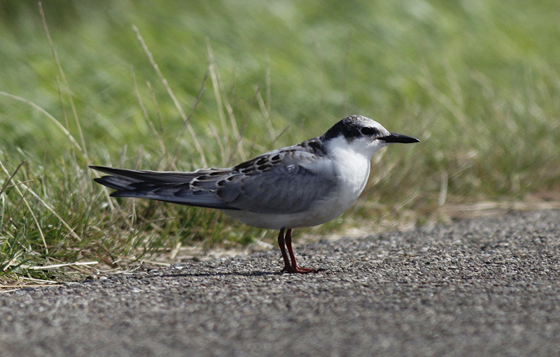 Witwangstern / Whiskered Tern / Chlidonias hybrida