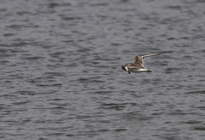 Tibetaanse Plevier? / Lesser Sand Plover? / Charadrius m. atrifrons?