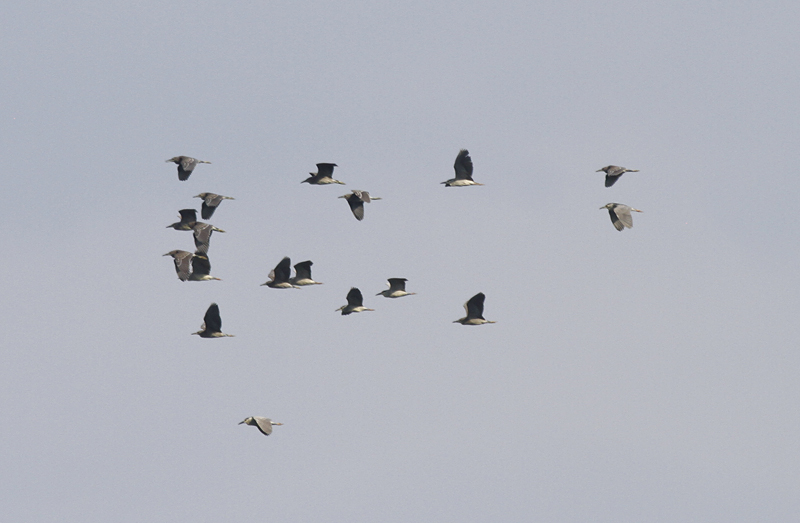 Kwak / Black-crowned Night Heron / Nycticorax nycticorax