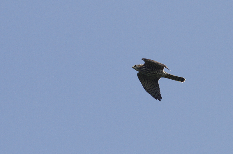 Balkansperwer / Levant Sparrowhawk / Accipiter brevipes