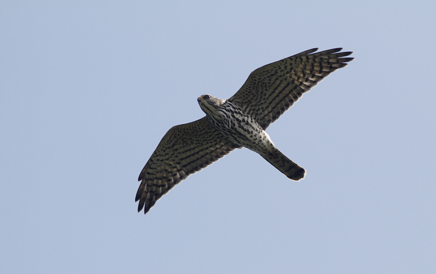 Balkansperwer / Levant Sparrowhawk / Accipiter brevipes