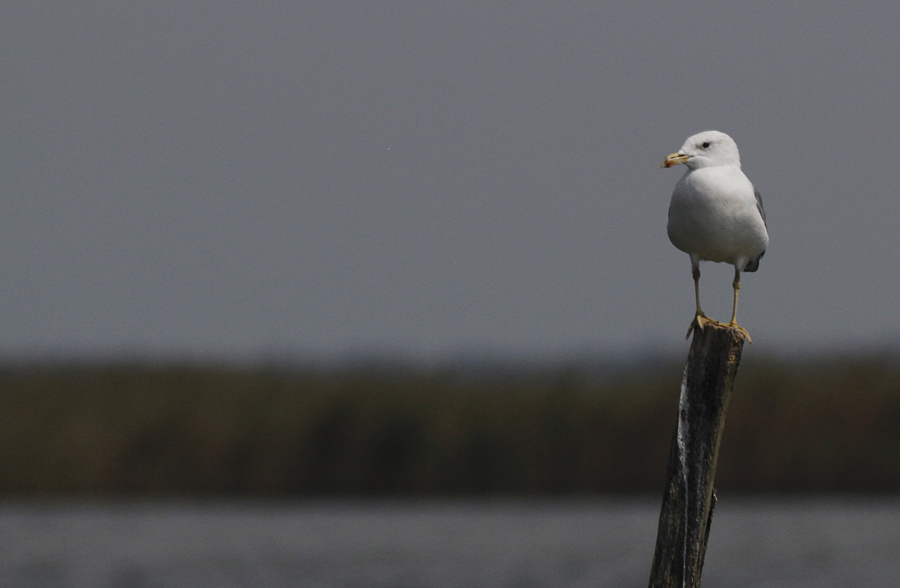 Armeense Meeuw / Armenian Gull / Larus armenicus