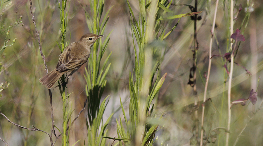 Kleine Spotvogel / Booted Warbler / Iduna caligata