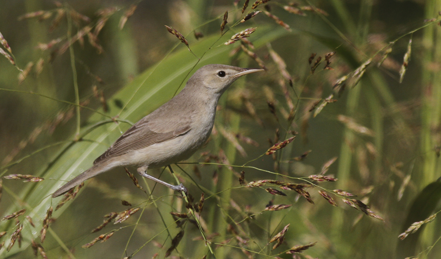 Oostelijke Vale Spotvogel / Eastern Olivacious Warbler / Iduna pallida