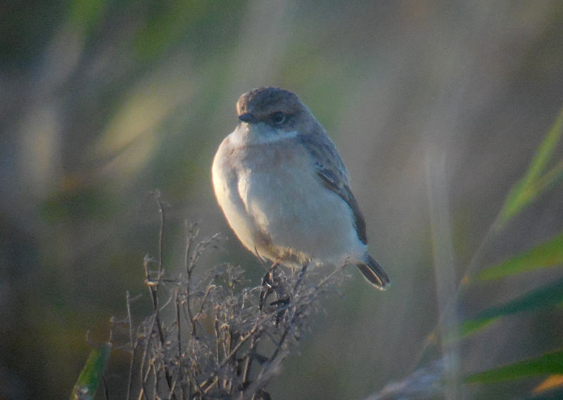 Stejnegers Roodborsttapuit / Stejnegers Stonechat / Saxicola maurus stejnegeri