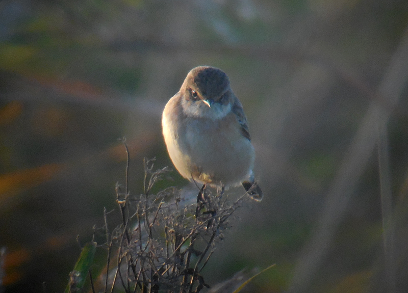 Stejnegers Roodborsttapuit / Stejnegers Stonechat / Saxicola maurus stejnegeri