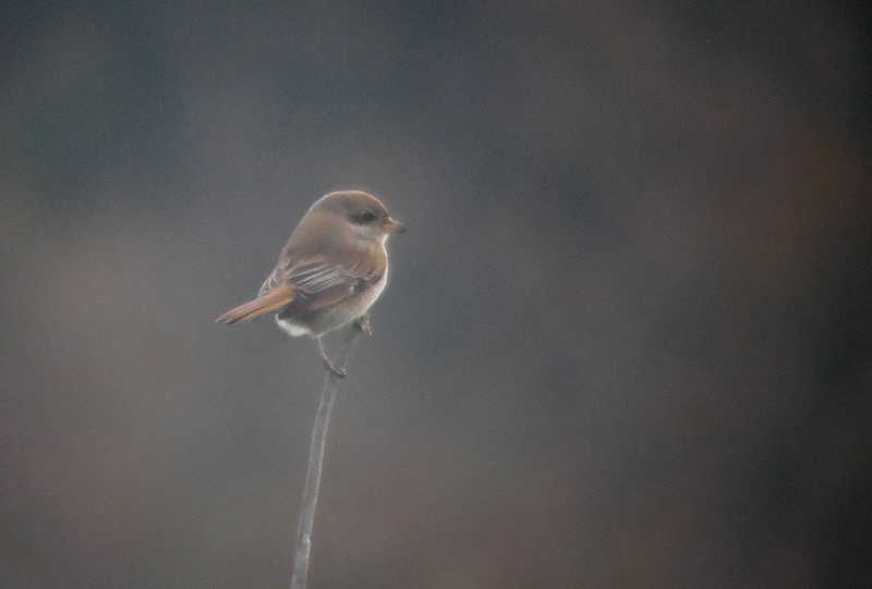 Turkestaanse Klauwier? / Turkestan Shrike / Lanius phoenicuroides