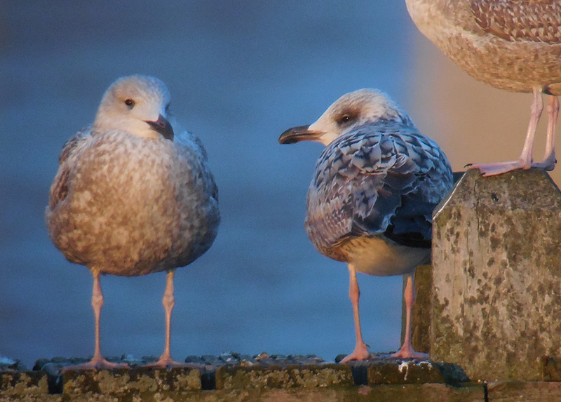 Geelpootmeeuw / Yellow-legged Gull / Larus michahellis