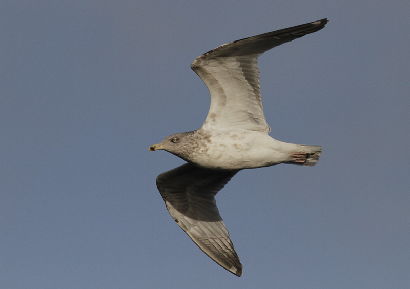 Zilvermeeuw / Herring Gull / Larus a. argentatus